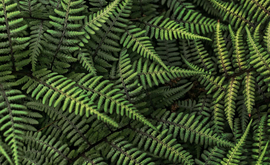 Healthy Fern Nutrition New Beginnings, Growth, Strength & Balance